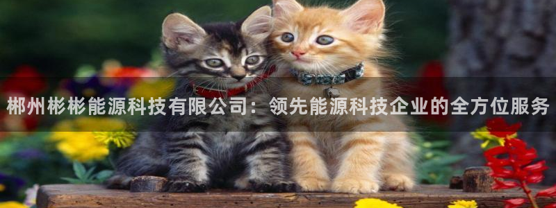 sunbet源码