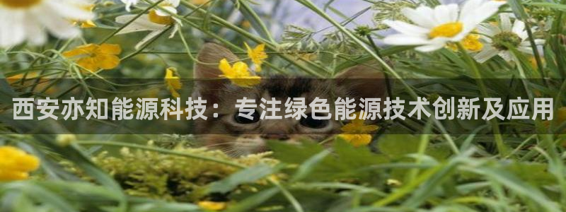 sunbet手机网页版